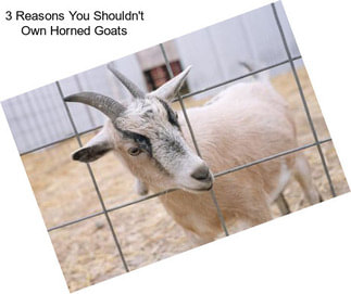 3 Reasons You Shouldn\'t Own Horned Goats