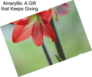 Amaryllis: A Gift that Keeps Giving