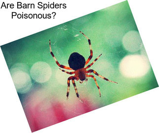 Are Barn Spiders Poisonous?