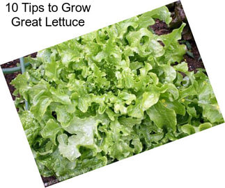 10 Tips to Grow Great Lettuce