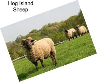 Hog Island Sheep