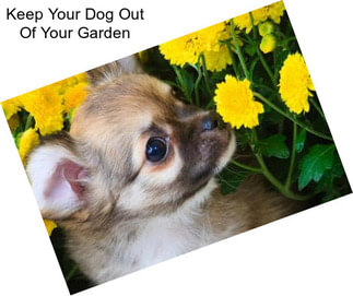 Keep Your Dog Out Of Your Garden