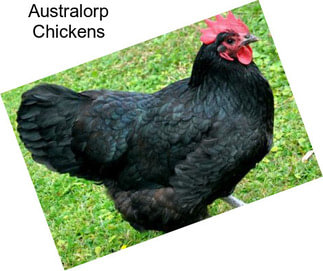 Australorp Chickens