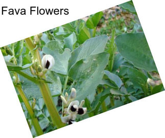 Fava Flowers