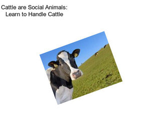 Cattle are Social Animals: Learn to Handle Cattle