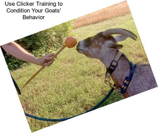 Use Clicker Training to Condition Your Goats\' Behavior