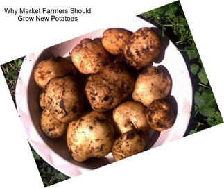 Why Market Farmers Should Grow New Potatoes