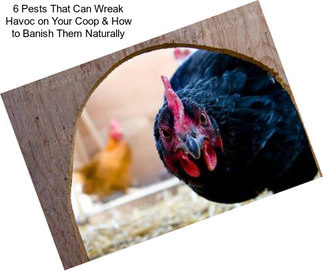 6 Pests That Can Wreak Havoc on Your Coop & How to Banish Them Naturally