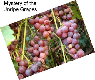 Mystery of the Unripe Grapes