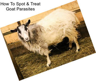 How To Spot & Treat Goat Parasites