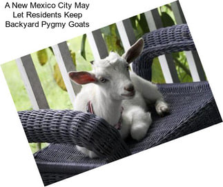 A New Mexico City May Let Residents Keep Backyard Pygmy Goats