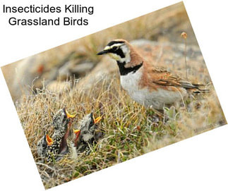 Insecticides Killing Grassland Birds