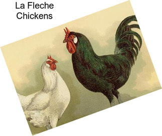 La Fleche Chickens