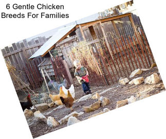 6 Gentle Chicken Breeds For Families