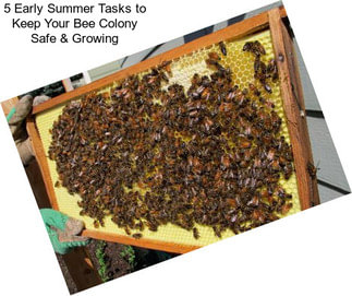 5 Early Summer Tasks to Keep Your Bee Colony Safe & Growing