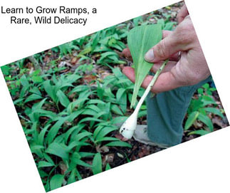 Learn to Grow Ramps, a Rare, Wild Delicacy