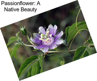 Passionflower: A Native Beauty