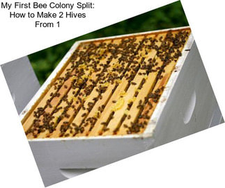 My First Bee Colony Split: How to Make 2 Hives From 1