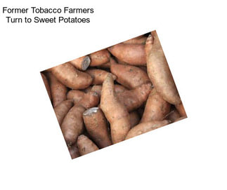 Former Tobacco Farmers Turn to Sweet Potatoes