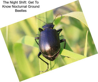 The Night Shift: Get To Know Nocturnal Ground Beetles