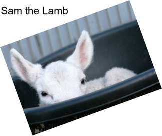 Sam the Lamb