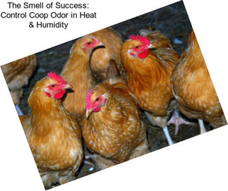 The Smell of Success: Control Coop Odor in Heat & Humidity