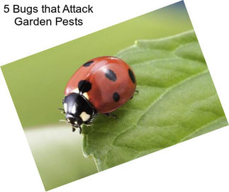 5 Bugs that Attack Garden Pests