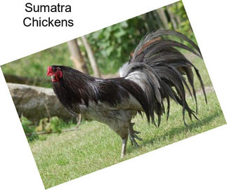 Sumatra Chickens