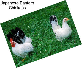 Japanese Bantam Chickens