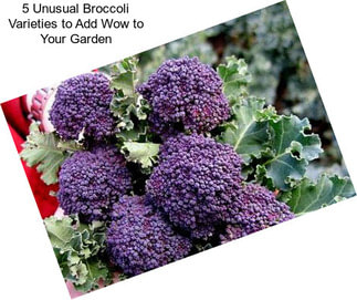 5 Unusual Broccoli Varieties to Add Wow to Your Garden