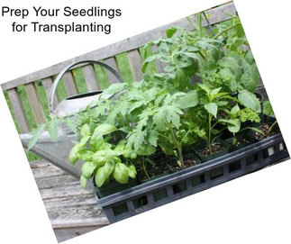 Prep Your Seedlings for Transplanting