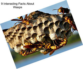 9 Interesting Facts About Wasps