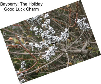 Bayberry: The Holiday Good Luck Charm