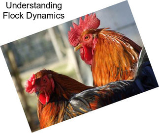 Understanding Flock Dynamics