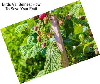 Birds Vs. Berries: How To Save Your Fruit