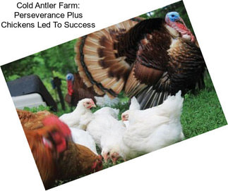 Cold Antler Farm: Perseverance Plus Chickens Led To Success