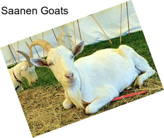 Saanen Goats