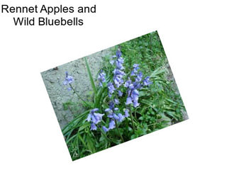 Rennet Apples and Wild Bluebells