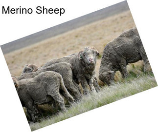 Merino Sheep