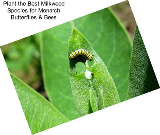 Plant the Best Milkweed Species for Monarch Butterflies & Bees