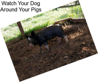 Watch Your Dog Around Your Pigs