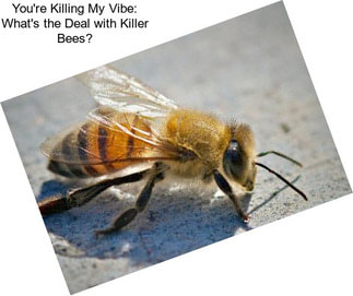 You\'re Killing My Vibe: What\'s the Deal with Killer Bees?
