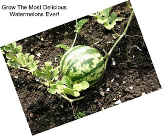 Grow The Most Delicious Watermelons Ever!