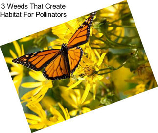 3 Weeds That Create Habitat For Pollinators