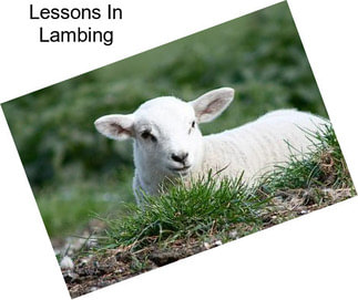 Lessons In Lambing