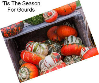 \'Tis The Season For Gourds