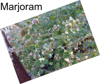 Marjoram