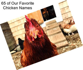 65 of Our Favorite Chicken Names