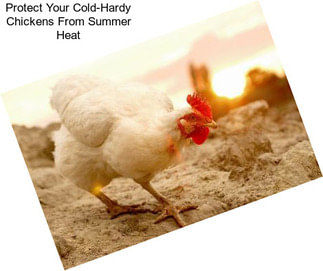 Protect Your Cold-Hardy Chickens From Summer Heat