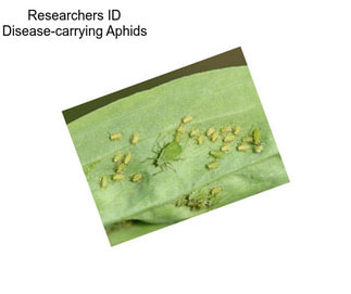 Researchers ID Disease-carrying Aphids